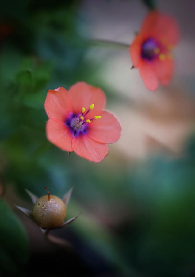 Scarlet Pimpernel by John Rodrigues Scarlet Pimpernel by John Rodrigues