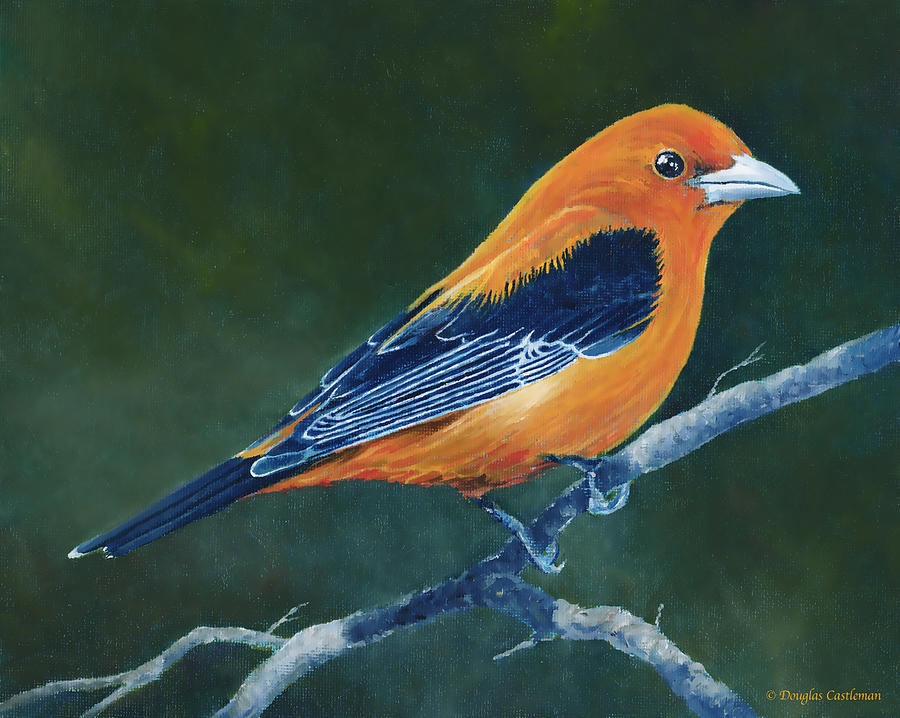 Scarlet Tanager #2 Painting by Douglas Castleman