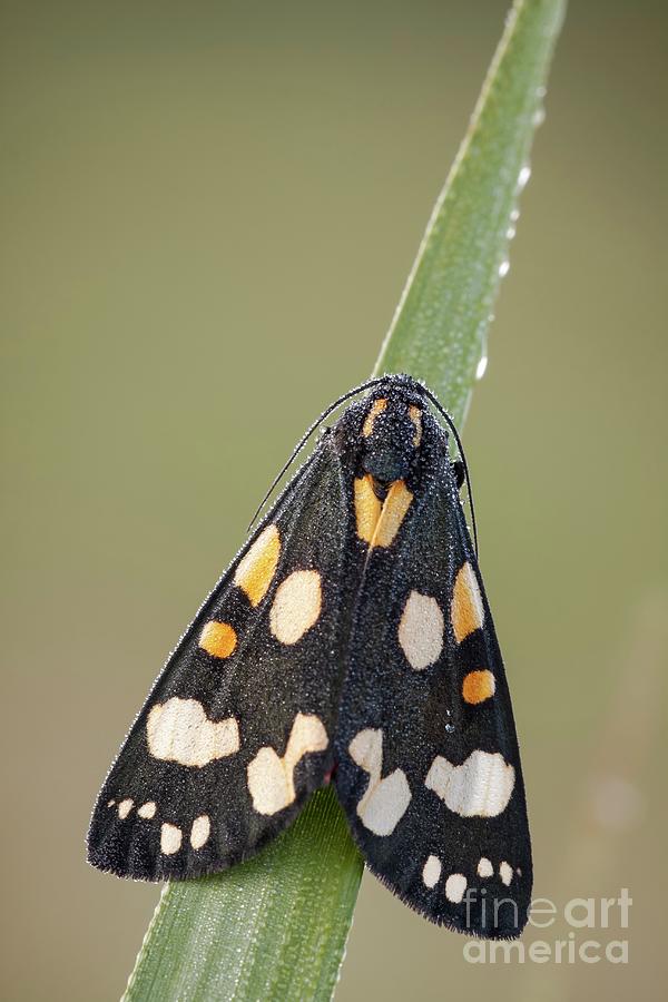 Scarlet Tiger Moth #1 Photograph by Heath Mcdonald/science Photo Library