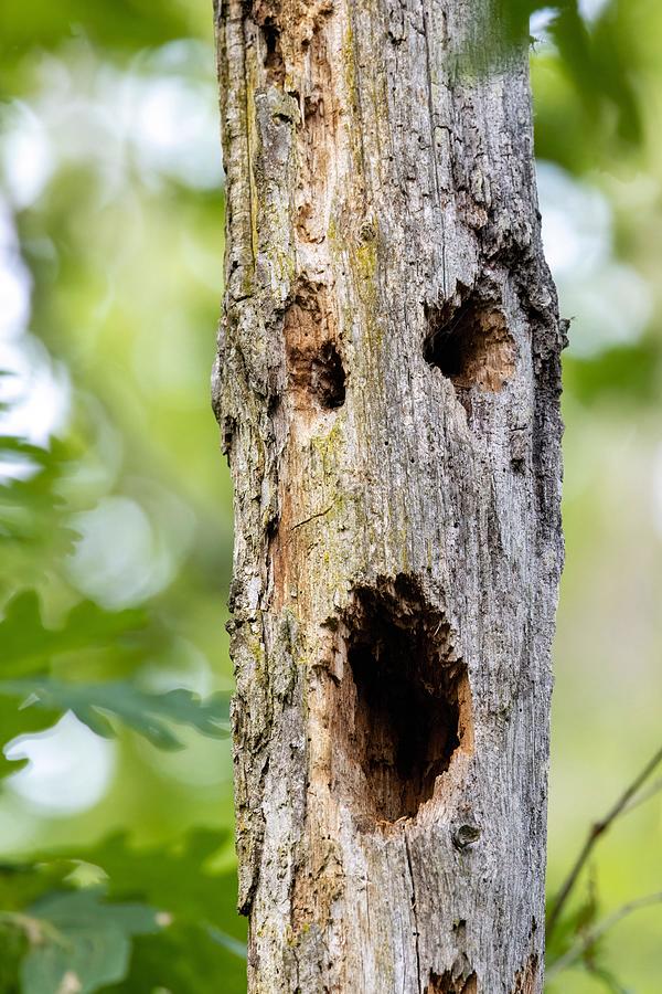 Nature Photograph - Scary Face In Tree Trunk - Brevard #1 by Bill Gozansky