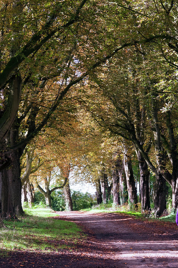Scenic Cotswolds - Autumn avenue #1 Photograph by Seeables Visual Arts