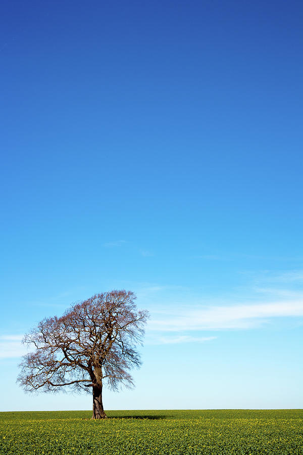 Scenic Cotswolds - One tree on the horizon landscape #1 Photograph by Seeables Visual Arts