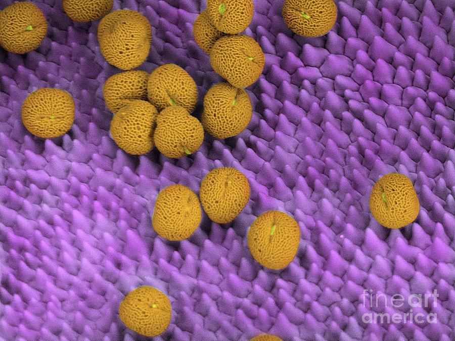 Scented Geranium Pollen #1 Photograph by Karl Gaff/science Photo Library