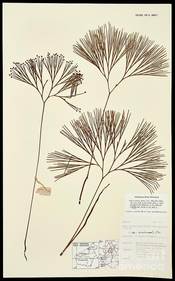 Nature Photograph - Schizaea Dichotoma Fern Specimen #1 by Natural History Museum, London/science Photo Library