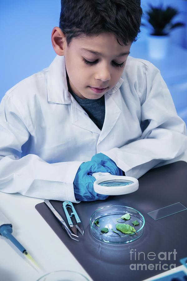 Schoolboy Examining Leaves #1 Photograph by Microgen Images/science Photo Library