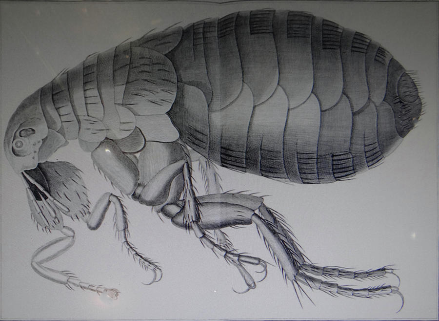  Scientific drawing of a flea #1 Photograph by Steve Estvanik