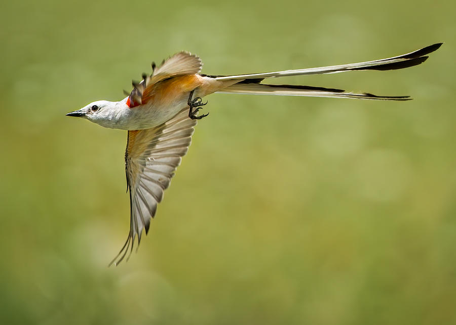 Scissor-tailed Flycatcher #1 Photograph by Alex Li