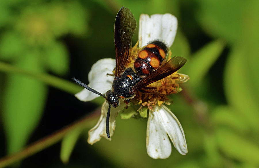 Scolid Wasp Photograph