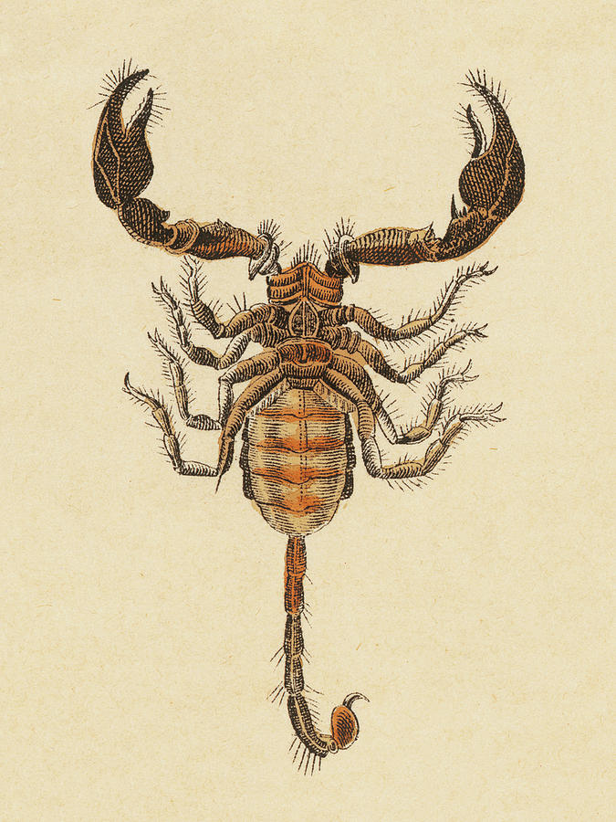Nature Drawing - Scorpion #1 by CSA Images