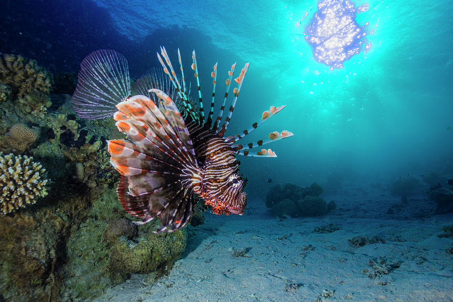 Scorpion Fish Digital Art by Manfred Bortoli - Fine Art America