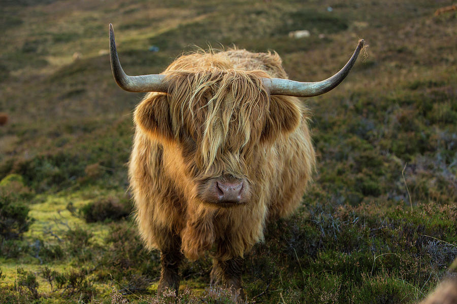 Scotland, The Isle Of Skye #1 Photograph by Jaynes Gallery - Fine Art ...