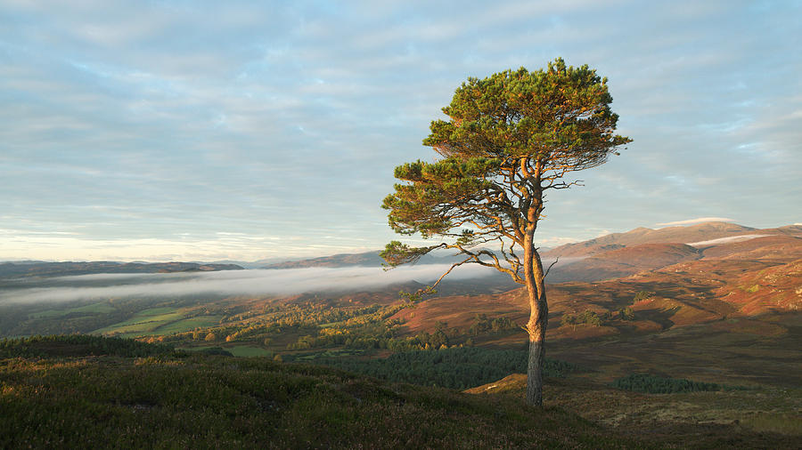 Scots Pine #1 Photograph by Gavin MacRae