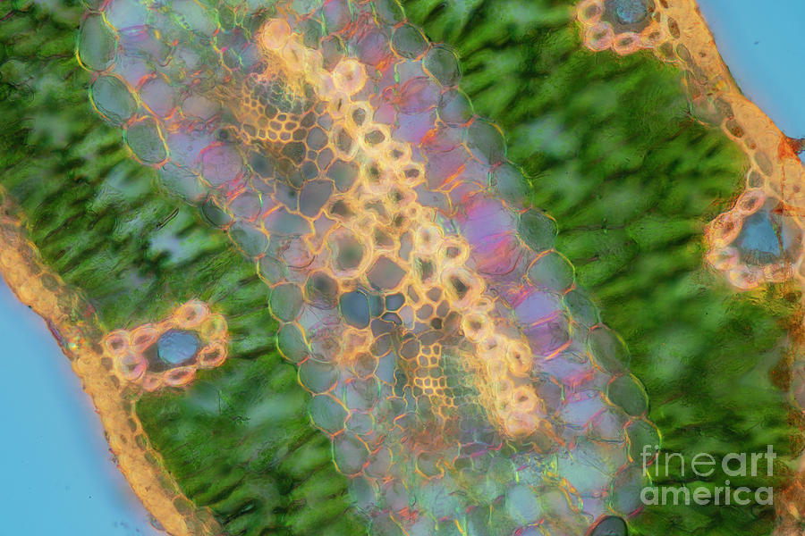 Scots Pine (pinus Sylvestris) Leaf #1 Photograph by Karl Gaff / Science Photo Library