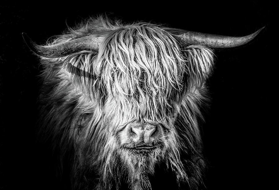 Cattle #67 Photograph