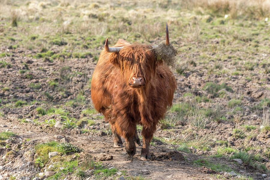 Scottish Highland cow Photograph by Haley Redshaw - Fine Art America