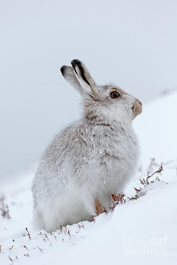 Scottish Mountain Hare #1 Photograph by Arterra Picture Library