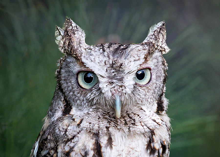 Screech Owl Portrait #2 Photograph by Lowell Monke