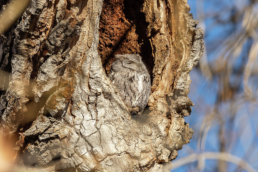 Screech Owl Soaks in the Sun #1 Photograph by Tony Hake