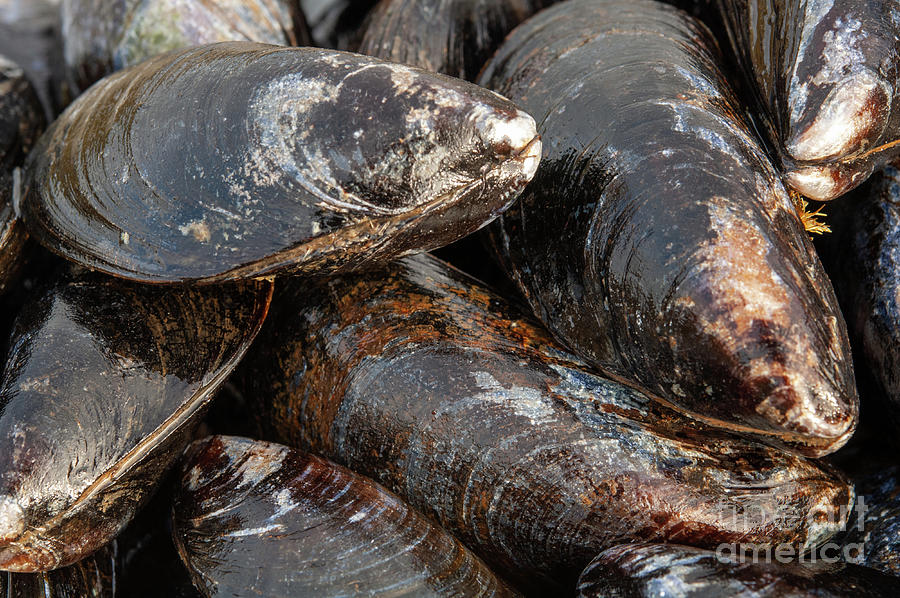 Scrubbed Shells Of Foraged Wild Mussels #1 Photograph by Andy Davies/science Photo Library