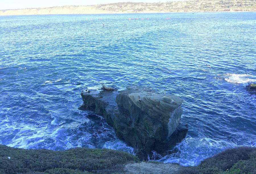 Sea Lion@La Jolla Cove  Photograph by Bnte Creations