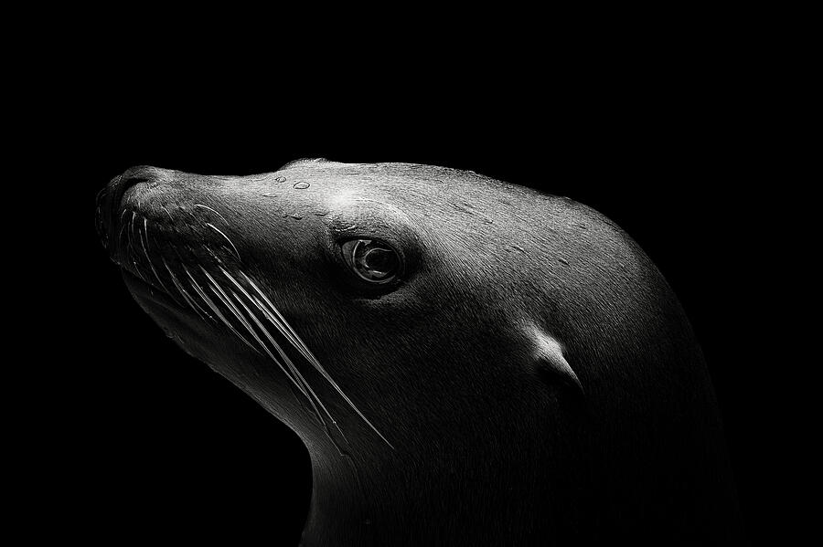 Sea Lion #1 Photograph by Christian Meermann