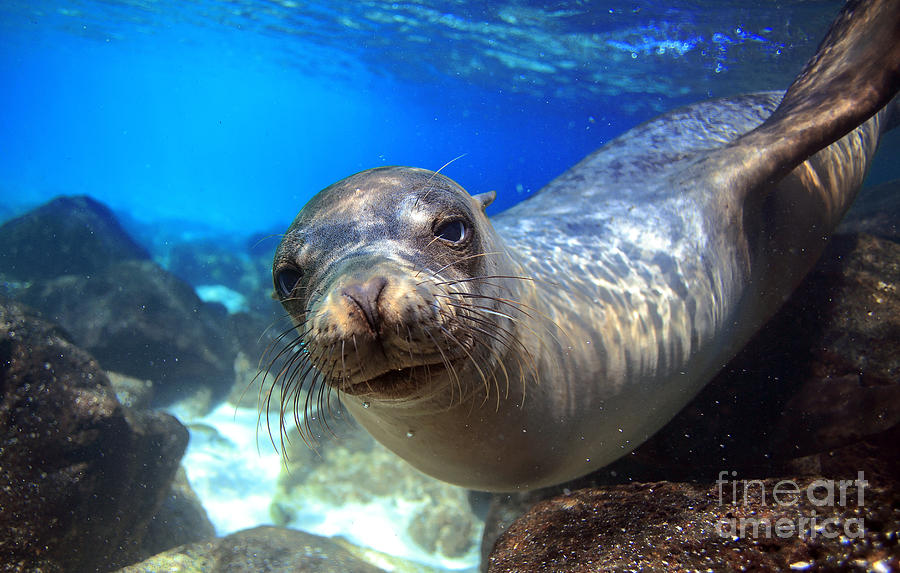 Sea Lion Swimming Underwater In Tidal Photograph by Longjourneys Pixels