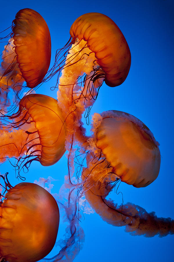 Sea Nettle  Jellyfish #1 Photograph by Thepalmer