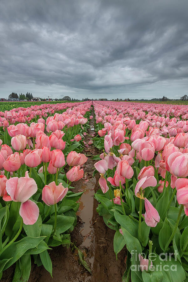 Sea of Pink by Mike Dawson Sea of Pink by Mike Dawson