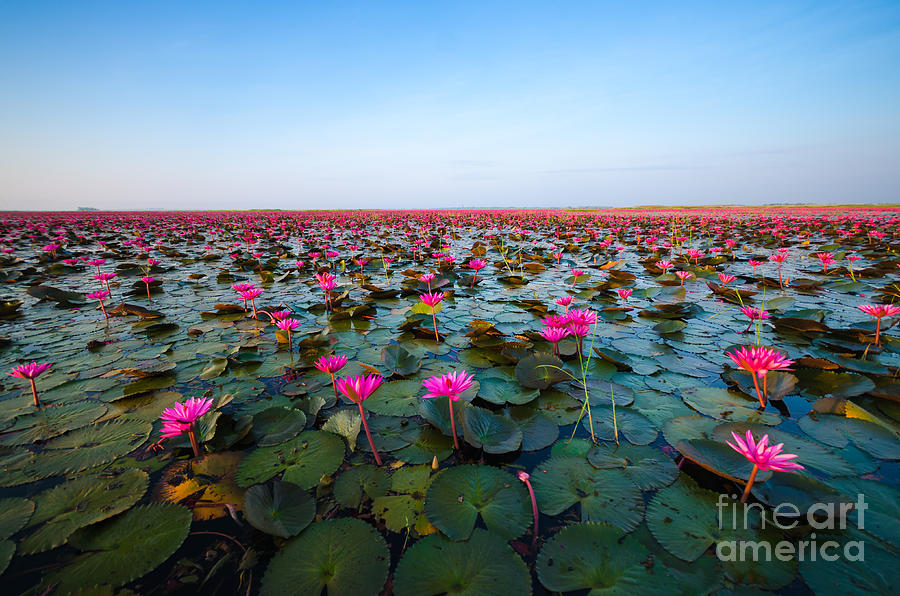 Small Photograph - Sea Of Red Lotus Marsh Red Lotus by Mspt Small Photograph - Sea Of Red Lotus Marsh Red Lotus by Mspt