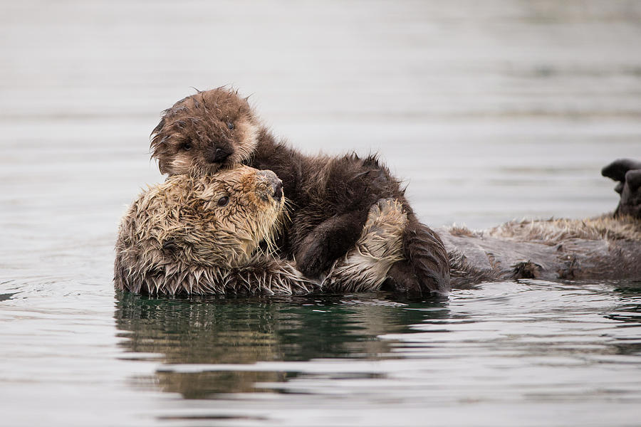 Sea Otter And Newborn Pup Photograph by Suzi Eszterhas - Fine Art America