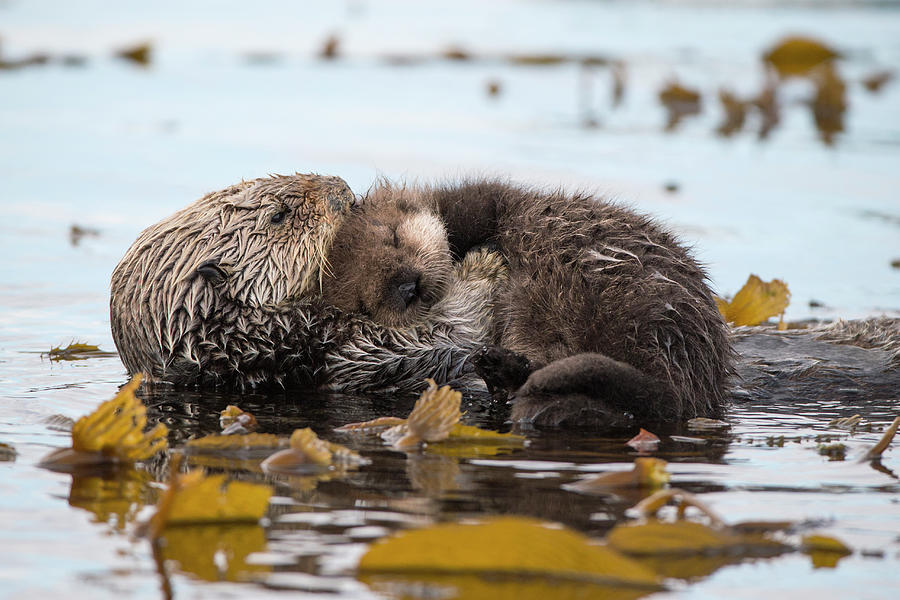 Sea Otter And Sleeping Pup #1 Photograph by Suzi Eszterhas