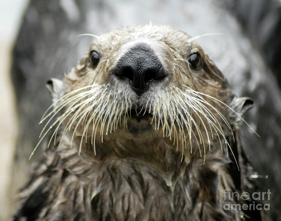 Sea Otter Face Photograph by Denise Bruchman