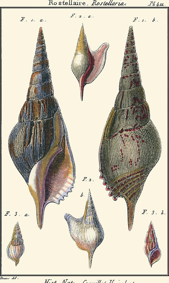 Shell Painting - Sea Shells IIi #1 by Denis Diderot Shell Painting - Sea Shells IIi #1 by Denis Diderot