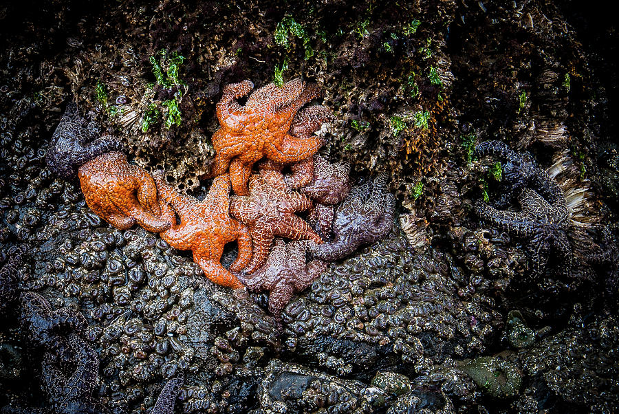 Sea Stars clinging to a sea stack #1 Photograph by Donald Pash