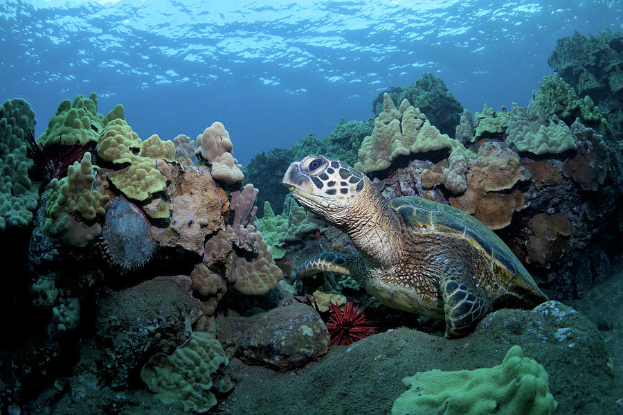 Sea Turtle Photograph by M Swiet Productions