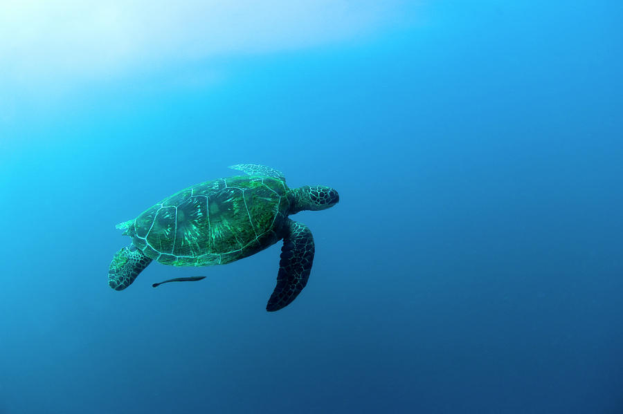 Sea Turtle Swimming Underwater #1 Photograph by Yusuke Okada/amanaimagesrf