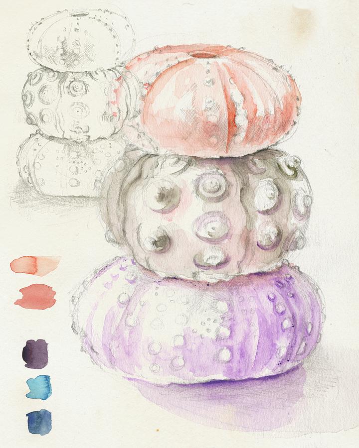 Sea Urchin Sketches I #1 Painting by Jennifer Paxton Parker