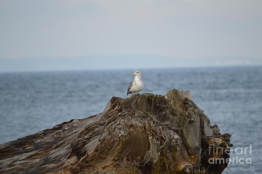 Seagull by Carol Eliassen Seagull by Carol Eliassen