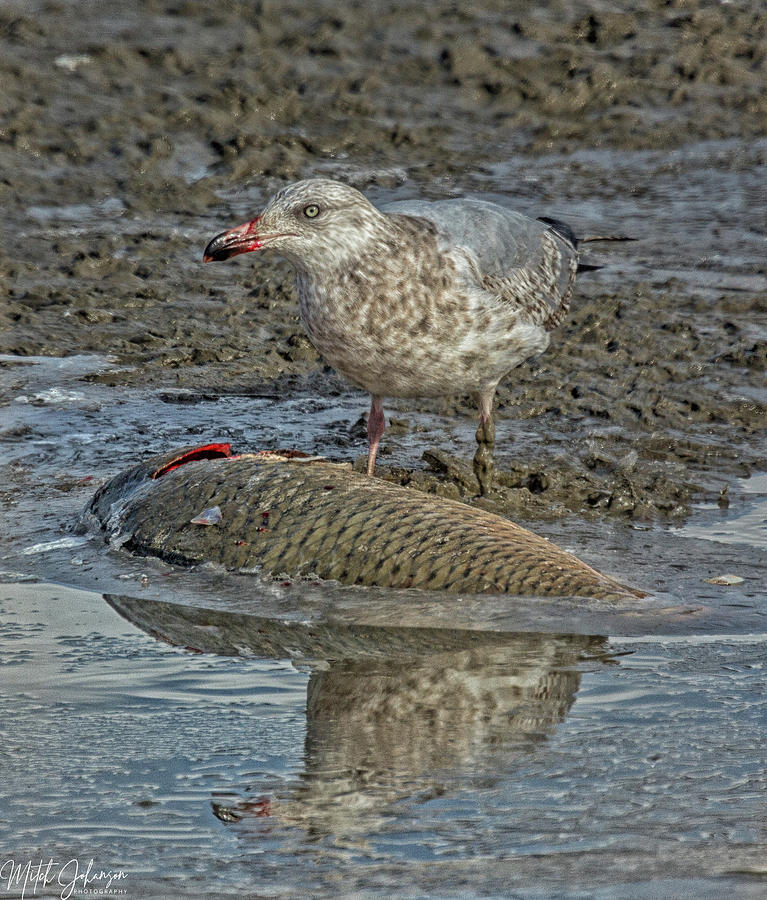 Seagull Eating #1 Photograph by Mitch Johanson - Fine Art America