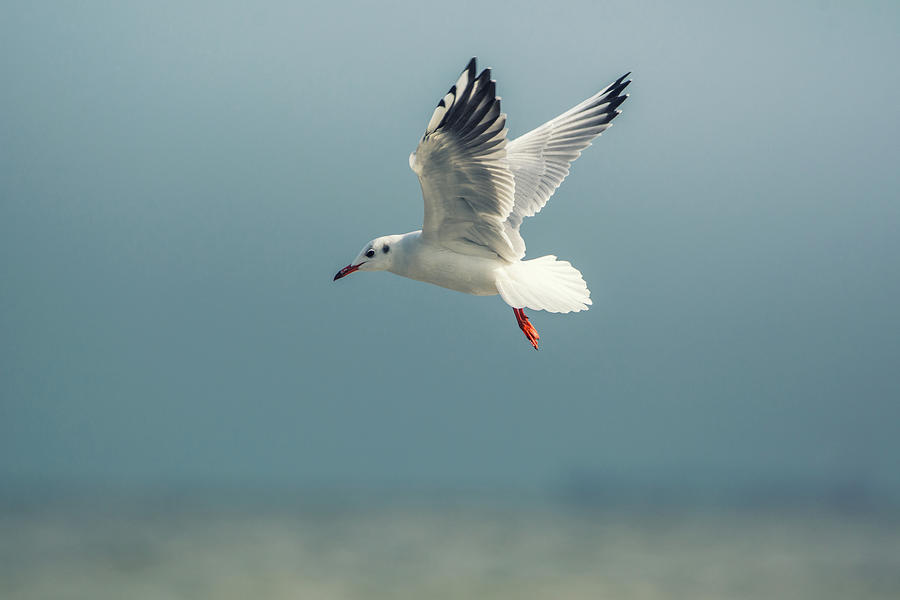 Seagull Flight Photograph By Tobias Luxberg