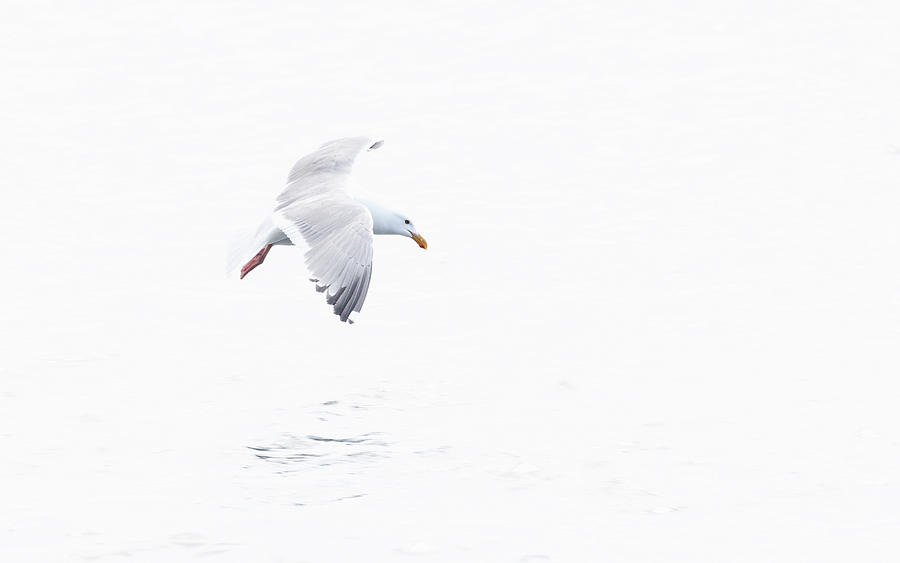 Seagull by Johanna Froese Seagull by Johanna Froese