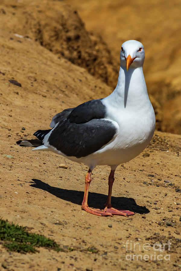 Western Seagull Photograph by Thomas Marchessault