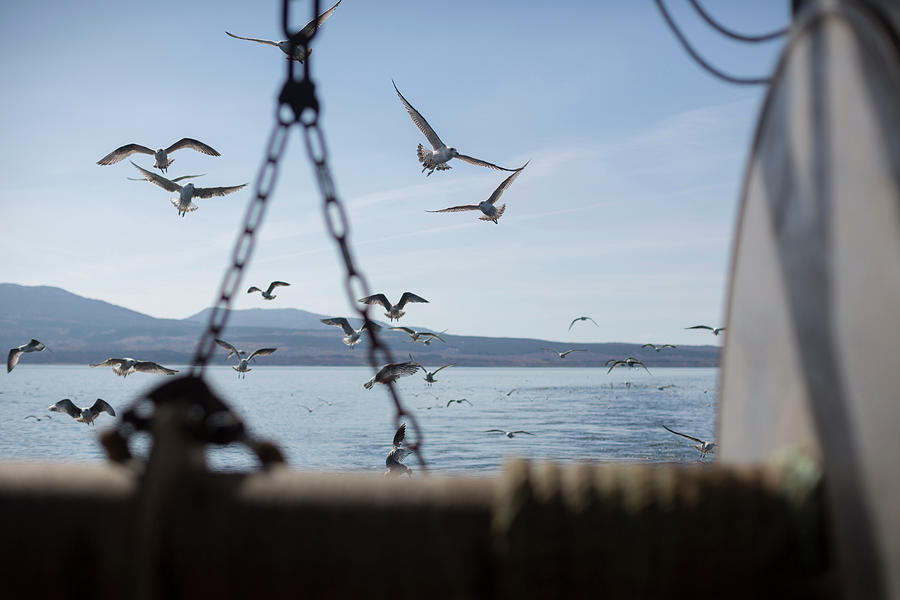 Animal Digital Art - Seagulls, Isle Of Skye, Scotland #1 by Leon Harris