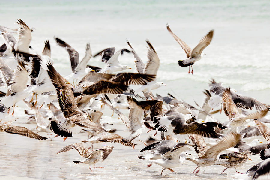 Seagulls On Maghsail Bay Beach In Salalah, Dhofar, Oman #1 Photograph by Jalag / Gregor Lengler