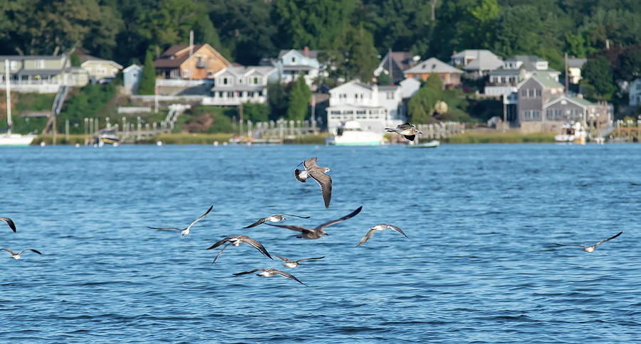 seagulls over Greenwich Bay Harbor Seaport in east greenwich Rho #1 Photograph by Alex Grichenko