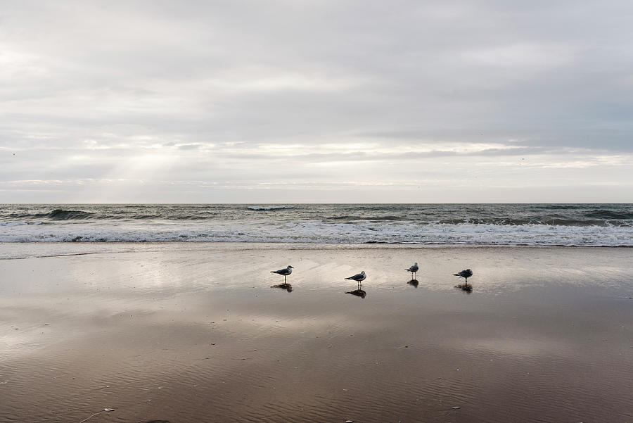 Bird Photograph - Seagulls Take A Morning Bath On The Shore At Topsail Beach, Nc #1 by Cavan Images