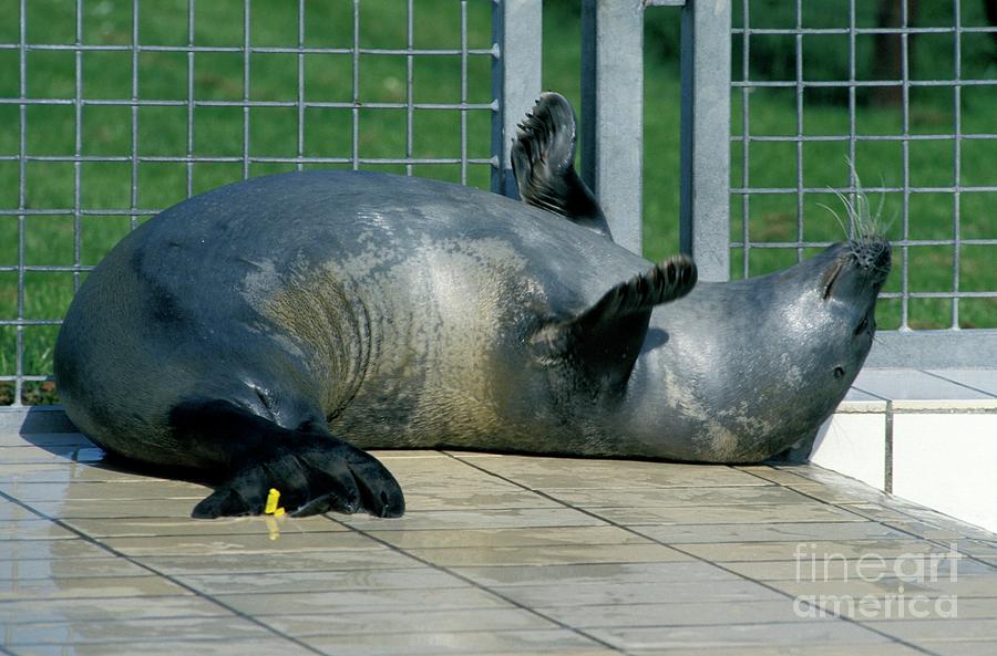 Nature Photograph - Seal At A Rehabilitation Centre #1 by Patrick Landmann/science Photo Library