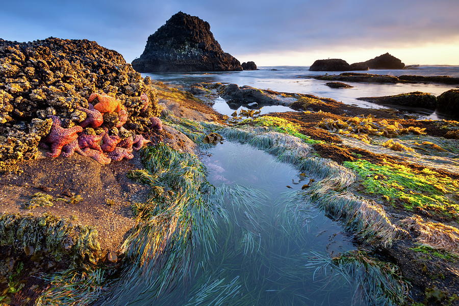 Nature Digital Art - Seal Rock State Recreation Site, Or #1 by Roland Gerth