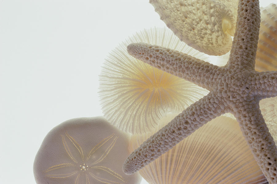 Seashells And Starfish #1 Photograph by Barbara Chase