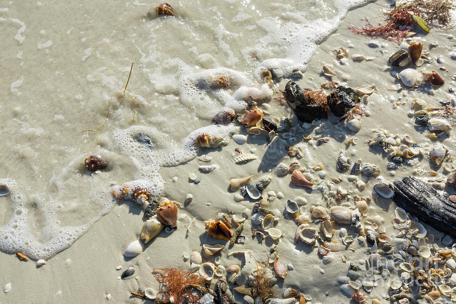 Seashells wash up on the beach at Wiggins Pass in Collier County #1 Photograph by William Kuta